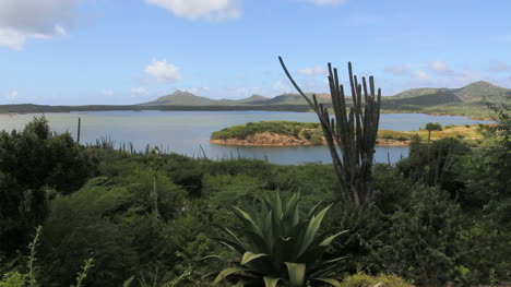 Bonaire-lake-with-cactus