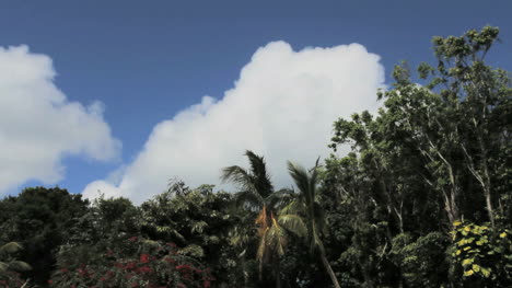 St.-Thomas-Wolke-über-Tropischer-Vegetation