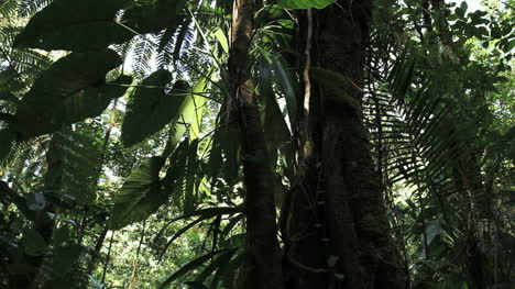 Dominica-Regenwaldfor