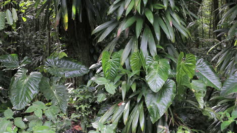 Hojas-En-Una-Selva-Tropical
