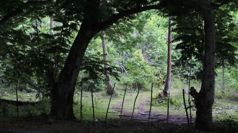 Moorea-a-path-in-woods-beyond-fence