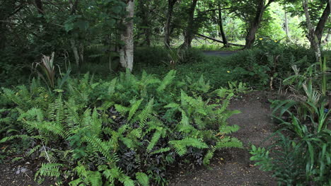Moorea-woods-and-ferns