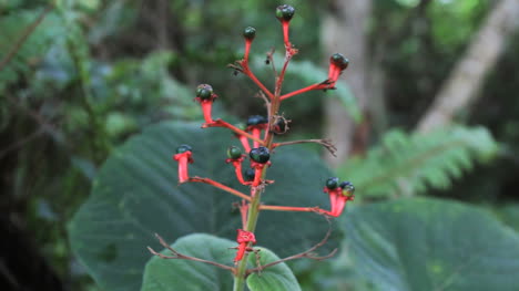 Moorea-strange-forest-plant