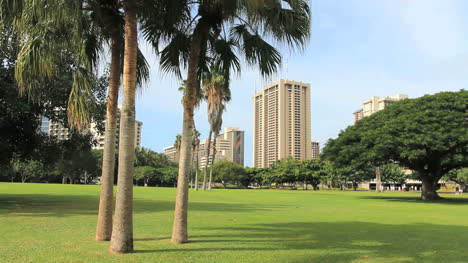 Honolulu-park-with-palm-trees
