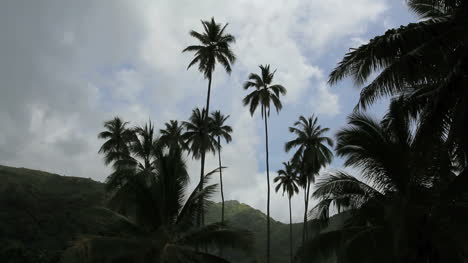 Kokospalmen-Und-Vögel