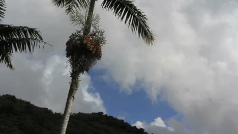 Nubes-Tropicales-Y-Una-Palmera