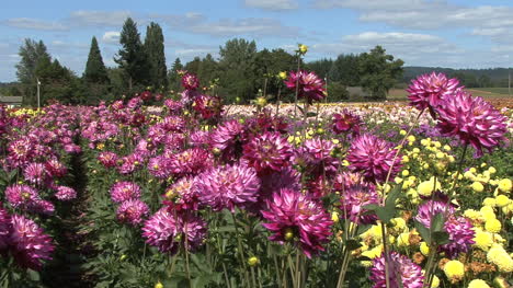 Purple-asters-in-a-field