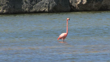 Bonaire-Flamingo-Wandern