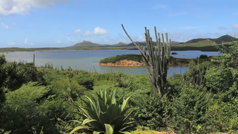 Lago-Bonaire-Con-Cactus
