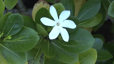 Huahine-Weiße-Tropische-Blume