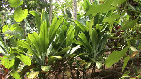 Huahine-Tropische-Pflanzen-In-Reihe