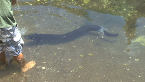 Huahine-eel-swimming-to-be-fed