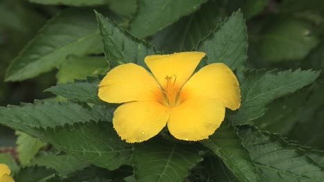 Gelbe-Blume-Mit-Regentropfen