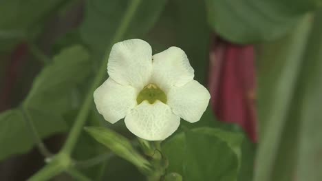 flor-blanca