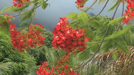 Poinciana-flowers-in-the-wind