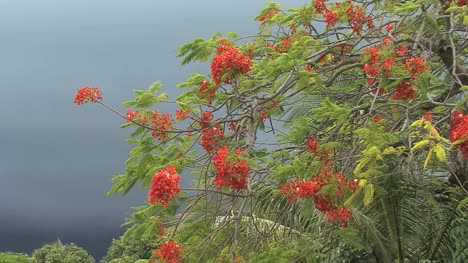 Poinciana-Blumen-Und-Eine-Dunkle-Wolke