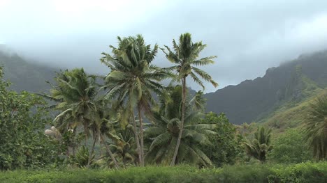 Moorea-palms-in-the-wind
