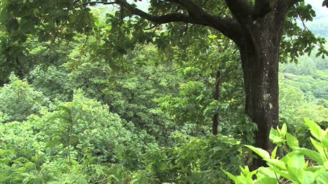 Moorea-green-jungle