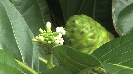 Moorea-Detail-Noni-Pflanze