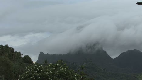 Moorea-bird-flys-past-a-cloudy-mountain