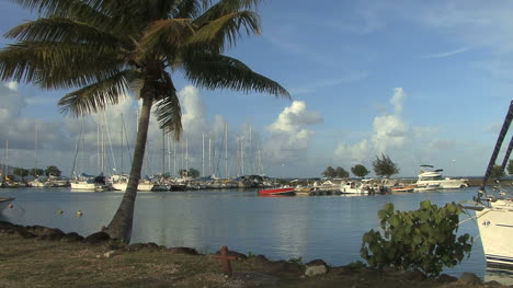 Raiatea-boat-harbor-with-palms