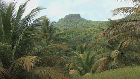 Raiatea-interior-with-palm-trees