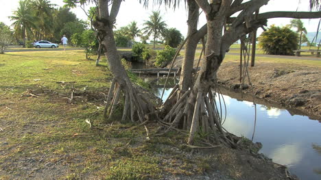 Raiatea-pandamus-trees-and-canal