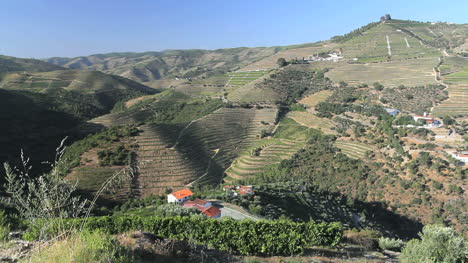 Port-vineyards-in-Portugal