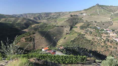 Port-wine-vineyards