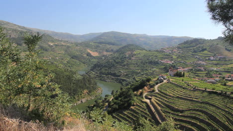 Viñedos-Del-Puerto-Sobre-El-Río-Douro