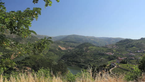 Weinberge-Und-Douro-7