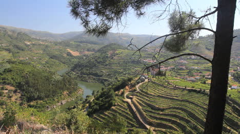 Vineyards-and-Douro-vista