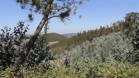Portuguese-hills-with-a-pine-tree