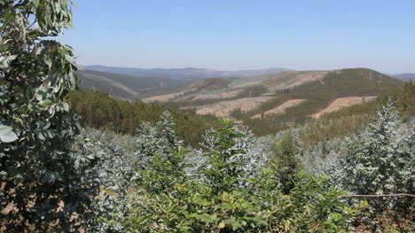 Portuguese-hills-with-forest-patches