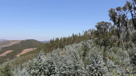 Portuguese-hills-with-eucalyptus-and-pines