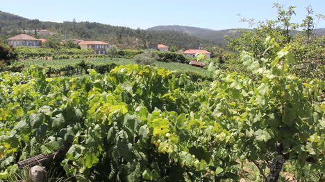 Portugese-vineyard-and-houses