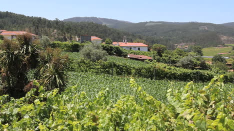 Portugese-vineyard-in-the-hills