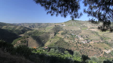 Portweinberge-Auf-Einem-Portugiesischen-Hügel