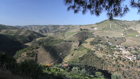 Port-vineyards-on-hillsides