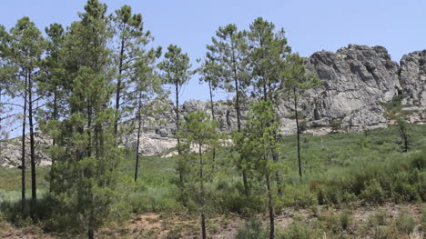 Pines-and-rocky-hills