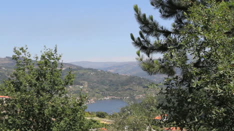 Douro-Fluss-Und-Kiefer