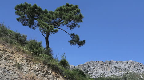 Andalusia-lone-pine-and-rocks