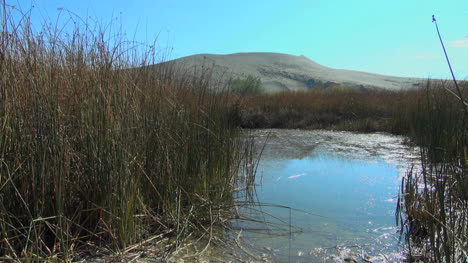 Idaho-Bruneau-Sand-Dunes-with-reeds