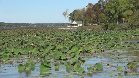 Illinois-Río-Mississippi-Con-Nenúfares