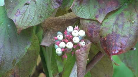 Minnesota-Weiße-Beeren