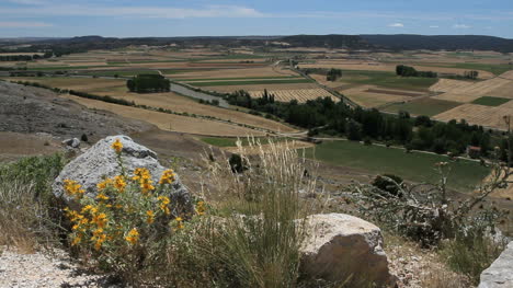 Spain-Castile-Gormaz-Duero-valley-flowers-15