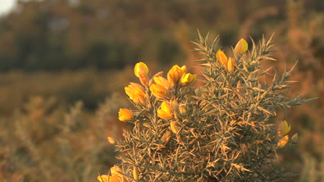 Spain-Castile-gorse-bush-zoom-in