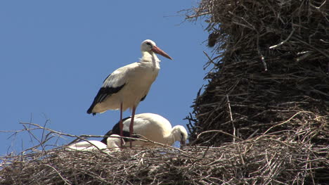 Spain-stork-on-nest-opens-beak