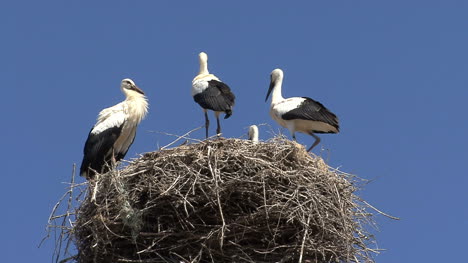 Spain-storks-standing-on-a-nest