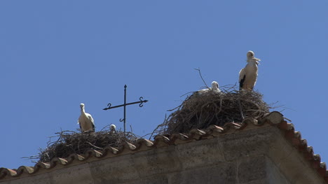 Villatoro-church-and-storks-4